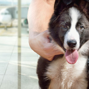 pet-friendly-airport-card