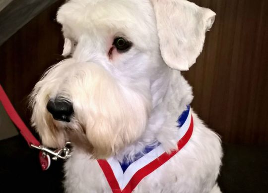 Jasper - Distinguished Therapy Dog Award